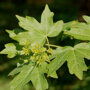 Acer campestre 'Nanum'